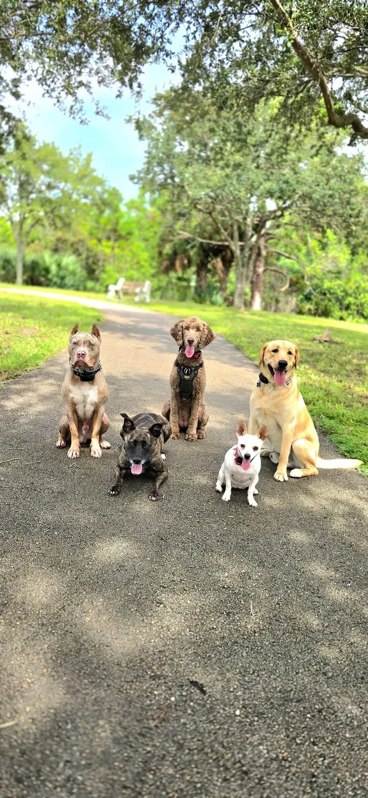 Group of dogs enjoying an outdoor walk with Smart Dogs Walk daycare program