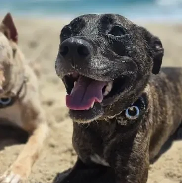 "The training from Smart Dogs Walk is incredible!"