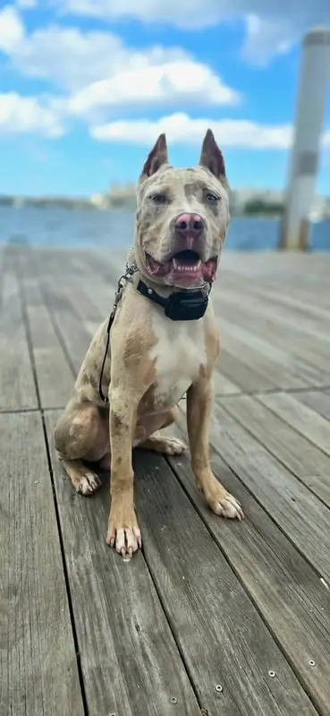 "We can’t recommend Smart Dogs Walk enough!"