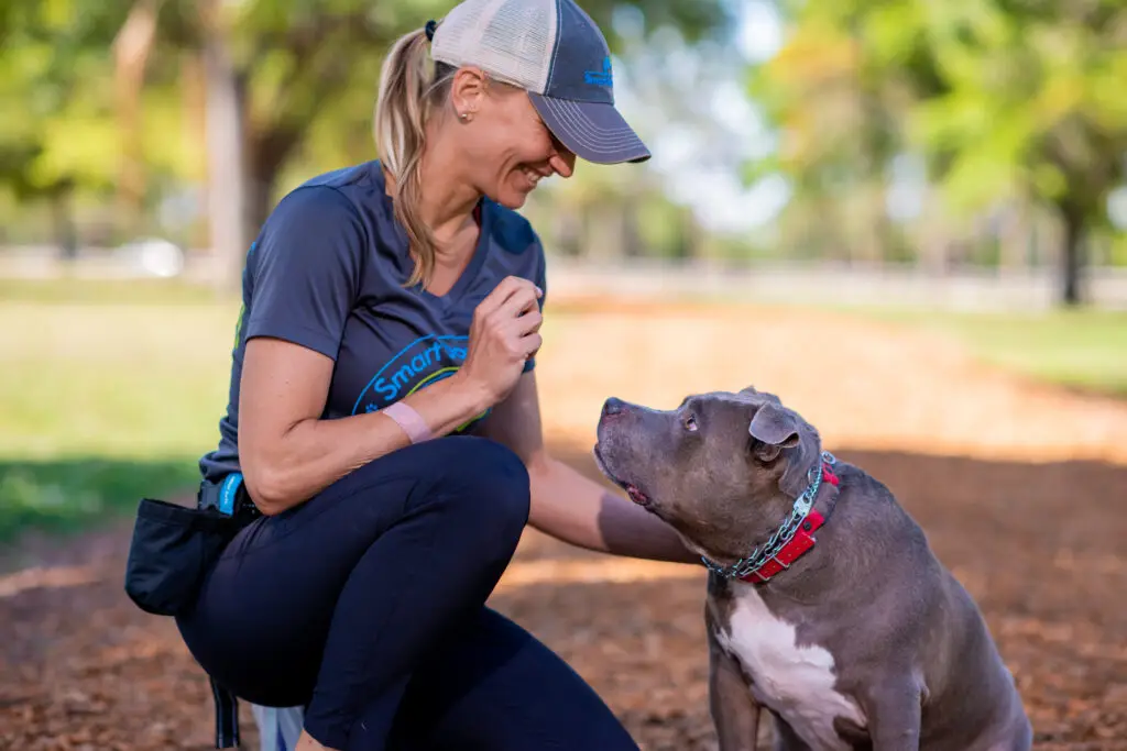 Trainer kneeling and bonding with a pit bull during positive reinforcement session