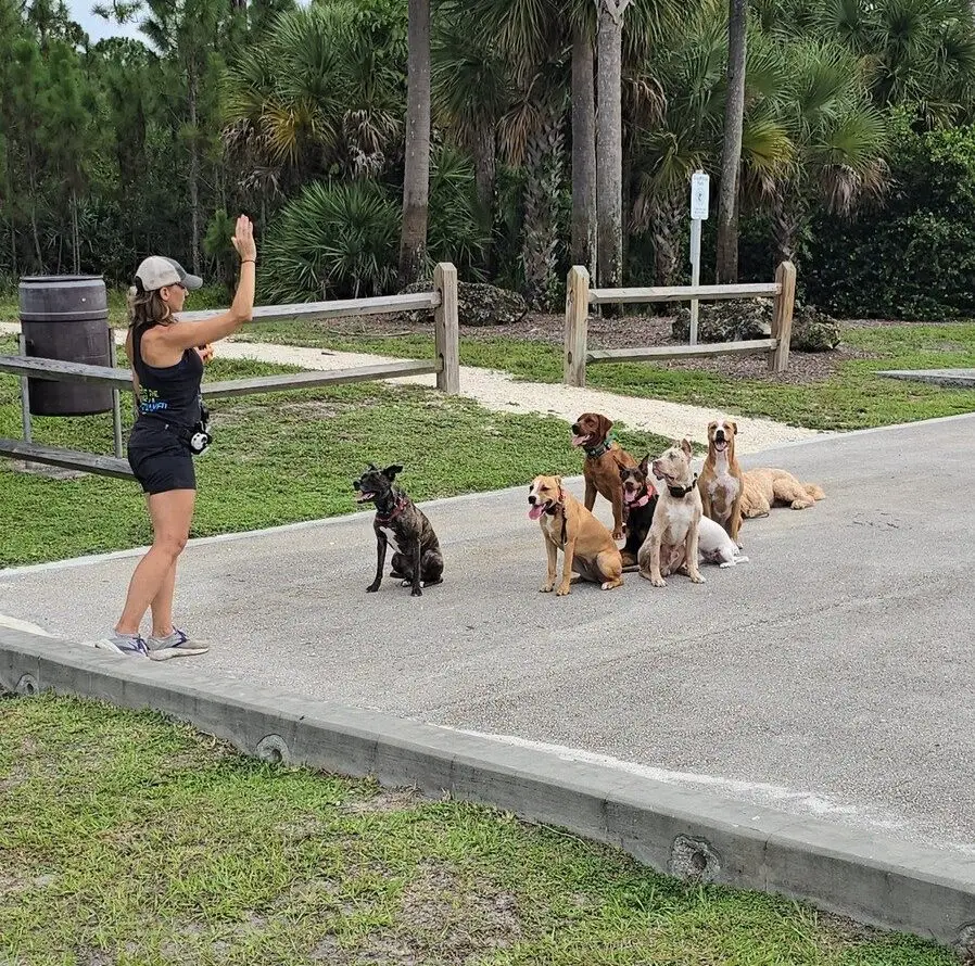 Trainer leading a group obedience class outdoors with multiple dogs practicing commands