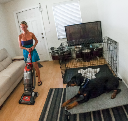 Dog relaxing in a crate while a person vacuums the room, demonstrating calm behavior around household distractions.