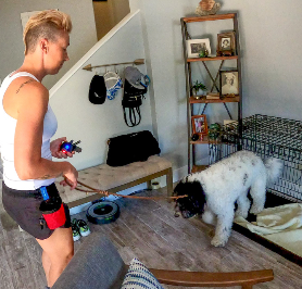 Dog trainer working with a large fluffy dog near a crate inside a home, guiding the dog calmly on a leash during a training session