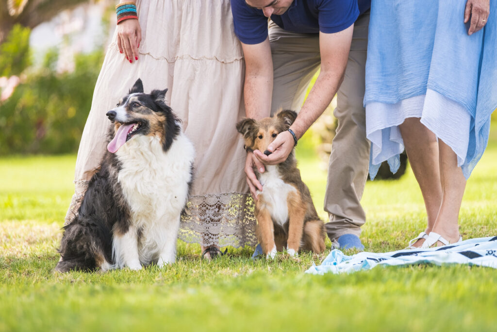 Dog and family human people portrait in outdoor leisure activity together at the park