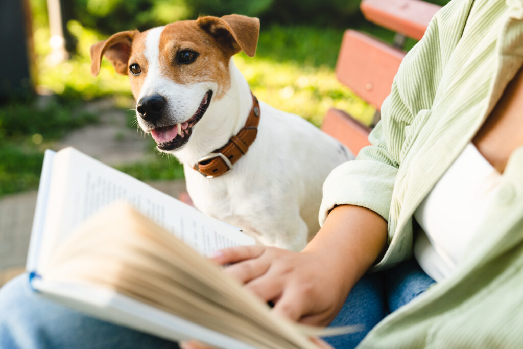 Little cute dog jack russell terrier walking playing sitting with owner woman while woman reading book, preparing for exam lesson in park. Pet care concept